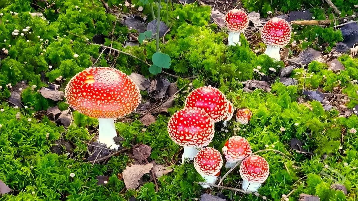 Der Fliegenpilz - zwischen Mythos, Naturmedizin und Bewusstseinsraum